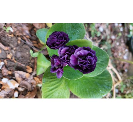 Prvosenka lysá,plnokvětá(Primula auricula)