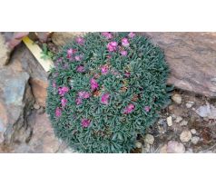 Malá trávnička(Armeria maritima"Little Penny")