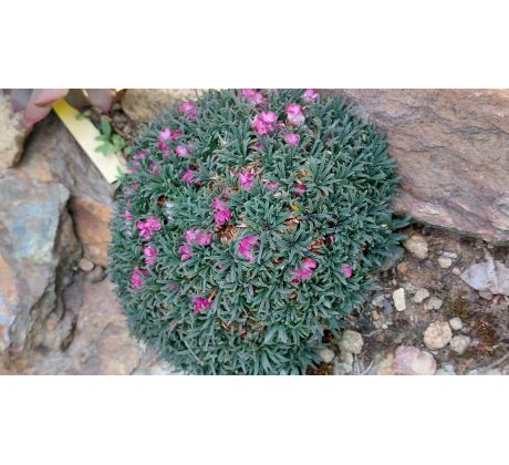 Malá trávnička(Armeria maritima"Little Penny")