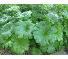 Darmera štítnatá (Darmera peltata)