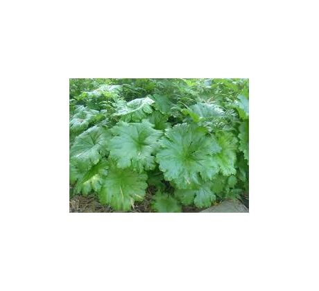 Darmera štítnatá (Darmera peltata)