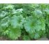 Darmera štítnatá (Darmera peltata)