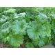 Darmera štítnatá (Darmera peltata)