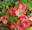 Darmera štítnatá (Darmera peltata)