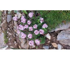 Pochybek(Androsace sempervioides "Susan Joan")