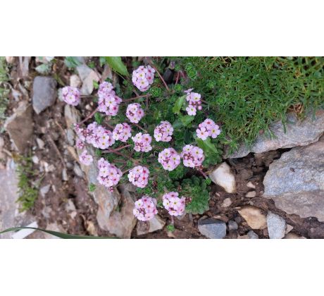 Pochybek(Androsace sempervioides "Susan Joan")