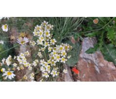 Saxifraga "Mowgli"
