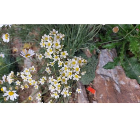 Saxifraga "Mowgli"