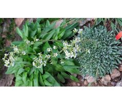 Saxifraga " Sunshine "
