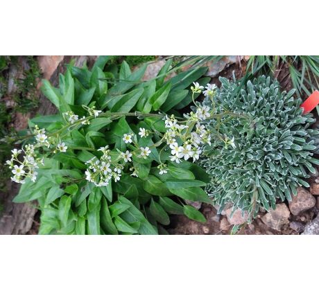 Saxifraga " Sunshine "