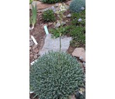 Saxifraga " Yeti "