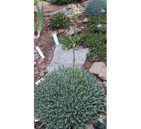 Saxifraga " Yeti "