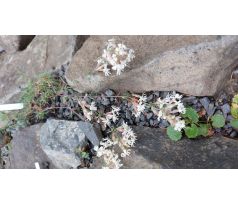Silenka (Silene ampullata)