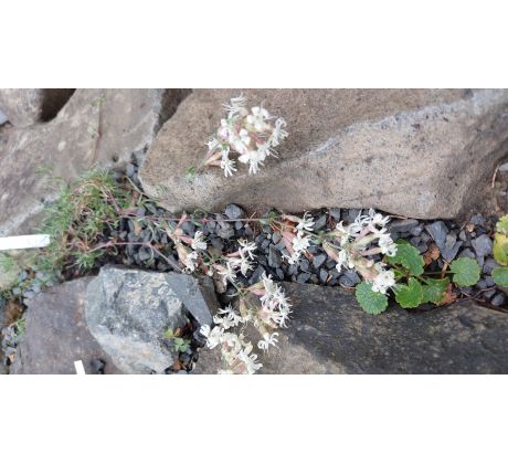 Silenka (Silene ampullata)