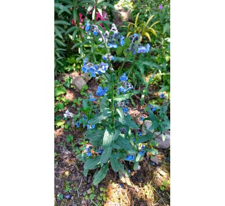 Psojazyk (Cynoglossum amabile)