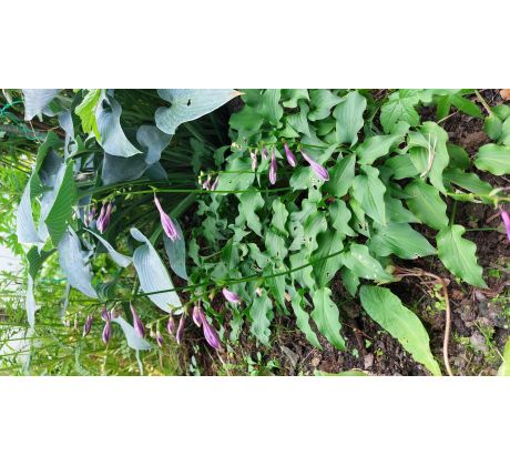 Nízká Hosta