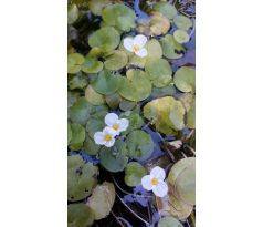 Voďankovec vzplývavý(Lamnobium leavigatum)