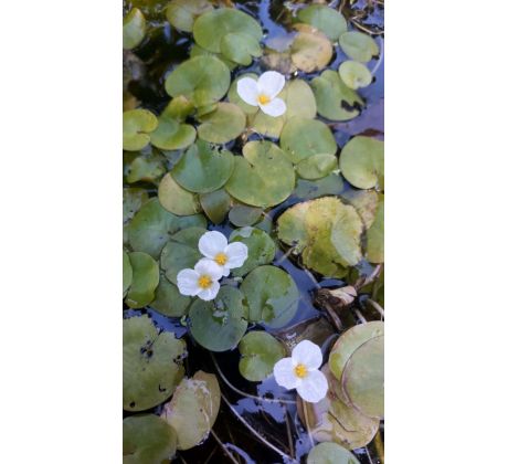 Voďankovec vzplývavý(Lamnobium leavigatum)
