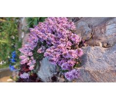Růžový Rozrazil(Veronica prostrata)