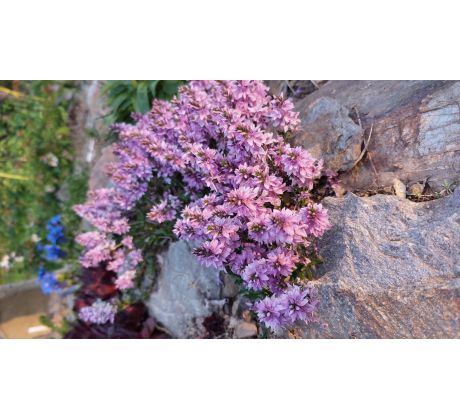 Růžový Rozrazil(Veronica prostrata)