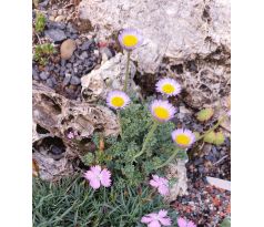 Erigeron vagus
