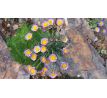 Erigeron vagus