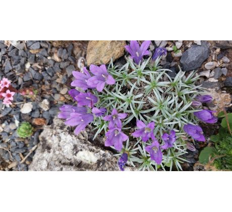 Modroušek(Edrianthus pumilio)