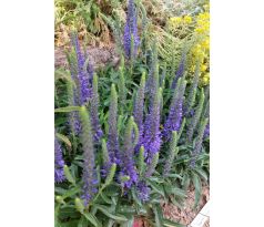 Rozrazil (Veronica spicata Bibi)