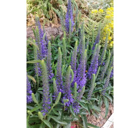 Rozrazil (Veronica spicata Bibi)