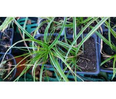 Ostřice(Carex digitata Herypet)