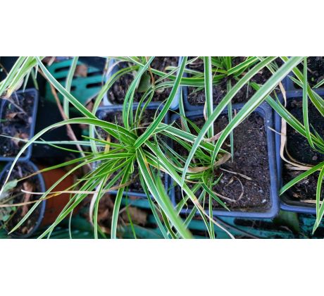 Ostřice(Carex digitata Herypet)
