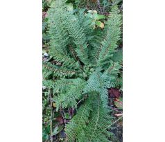 Polystichum setiferum
