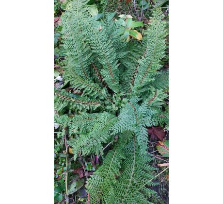 Polystichum setiferum