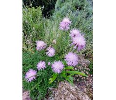 Chrpa (Centaurea simplicicaulis)