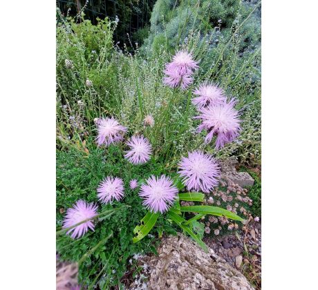 Chrpa (Centaurea simplicicaulis)