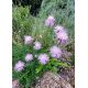 Chrpa (Centaurea simplicicaulis)