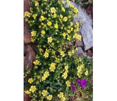Mochna (Potentilla dickinsii)