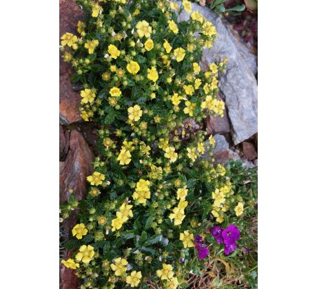Mochna (Potentilla dickinsii)