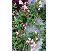 Putoria calabrica