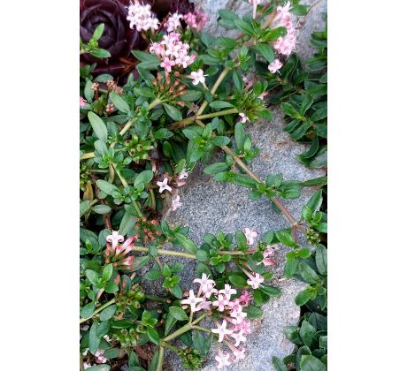 Putoria calabrica