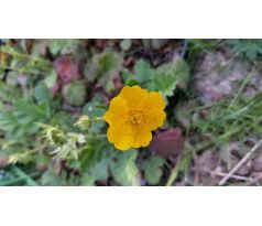 Kuklík čilský, žlutý (Geum chilensis)