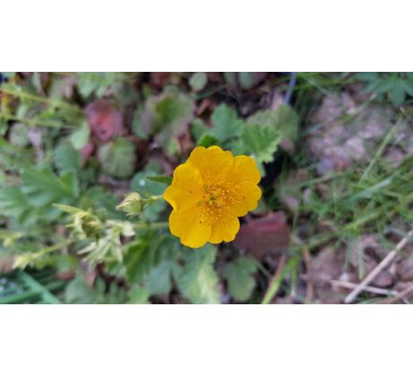 Kuklík čilský, žlutý (Geum chilensis)