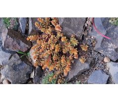Sedum 44 (Sedum kamtschaticum The Edge)