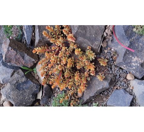 Sedum 44 (Sedum kamtschaticum The Edge)