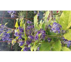 PlaménekClematis heracleifolia Cassandra)