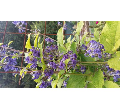 PlaménekClematis heracleifolia Cassandra)