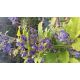 PlaménekClematis heracleifolia Cassandra)