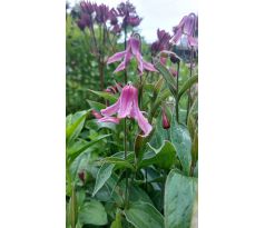 Plamének(Clematis integrifolia Rosea)
