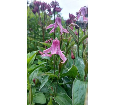 Plamének(Clematis integrifolia Rosea)