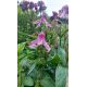 Plamének(Clematis integrifolia Rosea)